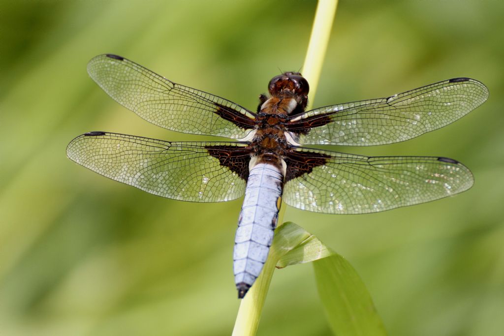 Libellula depressa maschio e femmina